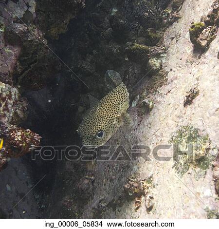 Picture - Underwater view of a spotted fish, Ixtapa, Guerrero, Mexico. Fotosearch