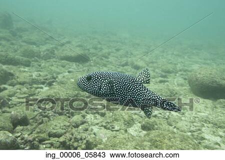 Stock Image - Underwater view of a spotted fish, Ixtapa, Guerrero, Mexico. Fotosearch