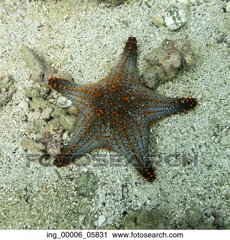 Stock Image - Underwater view of a starfish, Ixtapa, Guerrero, Mexico. Fotosearch