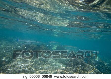 Underwater view of fish and ocean floor, Zihuatanejo, Guerrero, Mexico View Large Photo Image Stock Photo - Underwater view of fish and ocean floor, Zihuatanejo, Guerrero, Mexico. Fotosearch