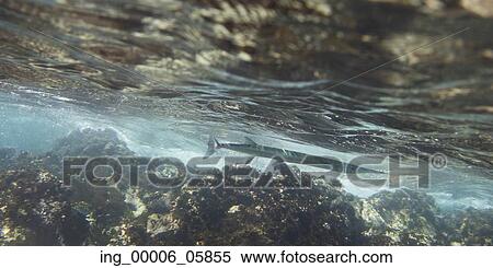 Underwater view of fish and ocen floor, Zihuatanejo, Guerrero, Mexico View Large Photo Image Stock Photography - Underwater view of fish and ocen floor, Zihuatanejo, Guerrero, Mexico. Fotosearch