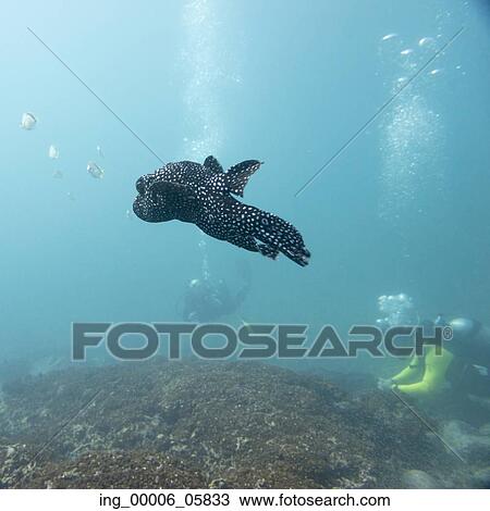 Stock Image - Underwater view of fish with scuba divers, Ixtapa, Guerrero, Mexico. Fotosearch