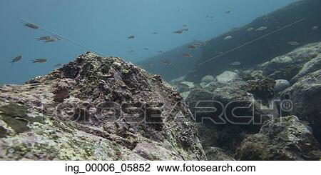 Underwater view of school of fish and ocean floor, Ixtapa, Guerrero, Mexico View Large Photo Image Stock Image - Underwater view of school of fish and ocean floor, Ixtapa, Guerrero, Mexico. Fotosearch
