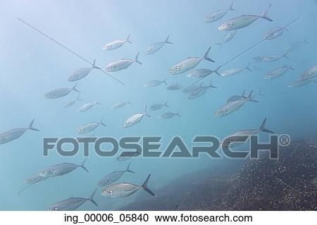 Stock Image - Underwater view of school of fish, Ixtapa, Guerrero, Mexico. Fotosearch
