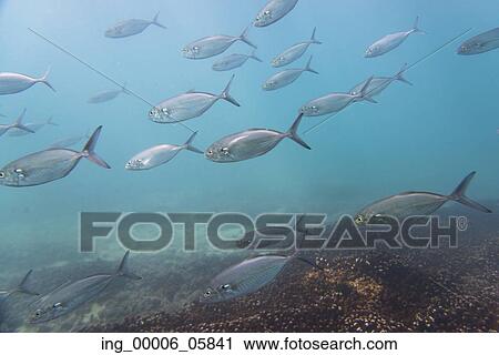 Stock Image - Underwater view of school of fish, Ixtapa, Guerrero, Mexico. Fotosearch
