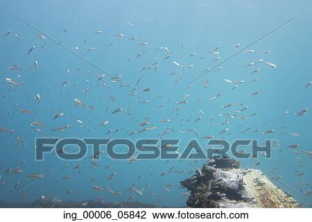 Underwater view of school of fish, Ixtapa, Guerrero, Mexico View Large Photo Image Stock Image - Underwater view of school of fish, Ixtapa, Guerrero, Mexico. Fotosearch