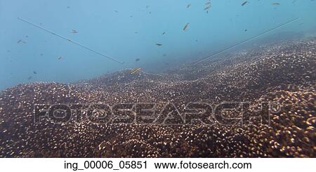 Stock Image - Underwater view of school of fish, Ixtapa, Guerrero, Mexico. Fotosearch