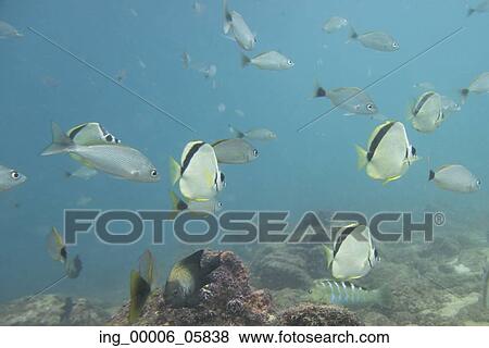 Underwater view of school of fish, Ixtapa, Guerrero, Mexico View Large Photo Image Stock Photo - Underwater view of school of fish, Ixtapa, Guerrero, Mexico. Fotosearch
