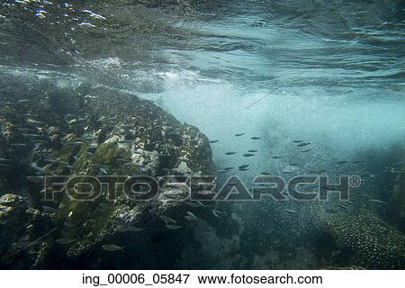 Stock Photo - Underwater view of school of fish, Zihuatanejo, Guerrero, Mexico. Fotosearch