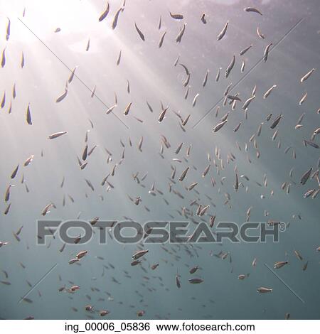 Stock Photograph - Underwater view of school of fish, Ixtapa, Guerrero, Mexico. Fotosearch