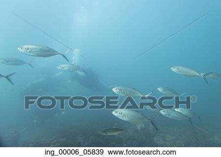 Underwater view of school of fish with scuba diver, Ixtapa, Guerrero, Mexico View Large Photo Image Stock Photo - Underwater view of school of fish with scuba diver, Ixtapa, Guerrero, Mexico. Fotosearch
