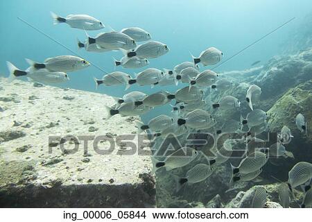 Underwater view of school of striped fish, Ixtapa, Guerrero, Mexico View Large Photo Image Picture - Underwater view of school of striped fish, Ixtapa, Guerrero, Mexico. Fotosearch
