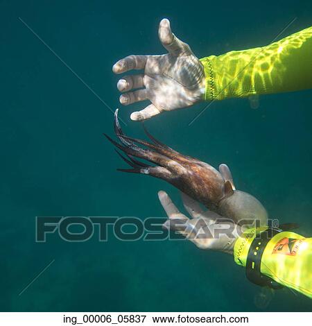 Underwater view of scuba diver catching an octopus, Ixtapa, Guerrero, Mexico View Large Photo Image Stock Photo - Underwater view of scuba diver catching an octopus, Ixtapa, Guerrero, Mexico. Fotosearch