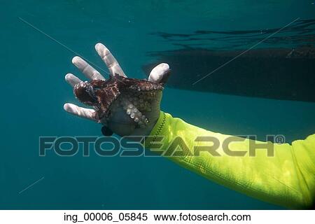 Underwater view of scuba diver catching octopus, Ixtapa, Guerrero, Mexico View Large Photo Image Stock Photography - Underwater view of scuba diver catching octopus, Ixtapa, Guerrero, Mexico. Fotosearch