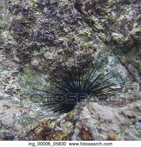 Underwater view of sea life, Ixtapa, Guerrero, Mexico View Large Photo Image Stock Image - Underwater view of sea life, Ixtapa, Guerrero, Mexico. Fotosearch