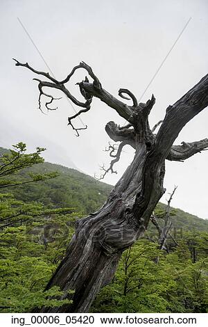 View of a dead tree, French Valley, Torres del Paine National Park, Patagonia, Chile View Large Photo Image Stock Image - View of a dead tree, French Valley, Torres del Paine National Park, Patagonia, Chile. Fotosearch