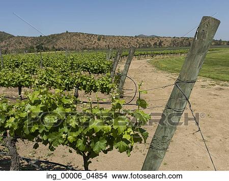 View of a vineyard in Casablanca Valley, Chile View Large Photo Image Picture - View of a vineyard in Casablanca Valley, Chile. Fotosearch