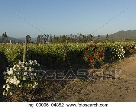 Stock Image - View of a vineyard in Casablanca Valley, Chile. Fotosearch