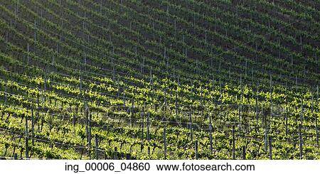 Stock Image - View of a vineyard in Casablanca Valley, Chile. Fotosearch