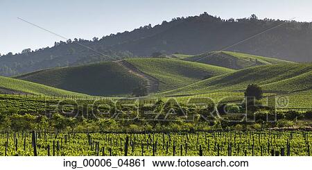 Stock Image - View of a vineyard in Casablanca Valley, Chile. Fotosearch