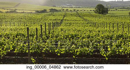 View of a vineyard in Casablanca Valley, Chile View Large Photo Image Stock Image - View of a vineyard in Casablanca Valley, Chile. Fotosearch