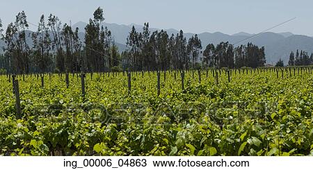View of a vineyard in Casablanca Valley, Chile View Large Photo Image Stock Image - View of a vineyard in Casablanca Valley, Chile. Fotosearch