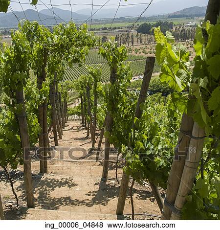 Stock Photo - View of a vineyard in Casablanca Valley, Chile. Fotosearch
