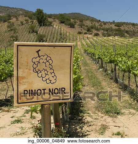 View of a vineyard in Casablanca Valley, Chile View Large Photo Image Stock Photo - View of a vineyard in Casablanca Valley, Chile. Fotosearch