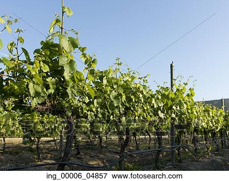 View of a vineyard in Casablanca Valley, Chile View Large Photo Image Stock Photo - View of a vineyard in Casablanca Valley, Chile. Fotosearch