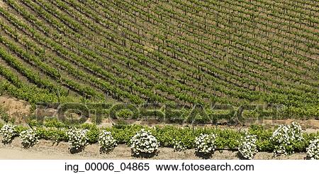 View of a vineyard in Casablanca Valley, Chile View Large Photo Image Stock Photography - View of a vineyard in Casablanca Valley, Chile. Fotosearch