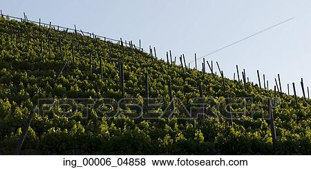 View of a vineyard on hillside in Casablanca Valley, Chile View Large Photo Image Stock Photo - View of a vineyard on hillside in Casablanca Valley, Chile. Fotosearch
