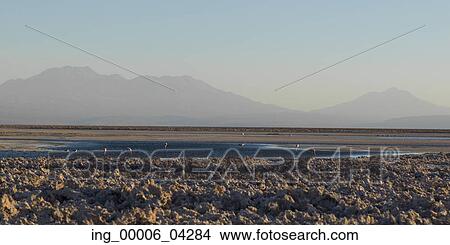 View of Chaxa Lagoon, Los Flamencos National Reserve, San Pedro de Atacama, El Loa Province, Antofagasta Region, Chile View Large Photo Image Picture - View of Chaxa Lagoon, Los Flamencos National Reserve, San Pedro de Atacama, El Loa Province, Antofagasta Region, Chile. Fotosearch
