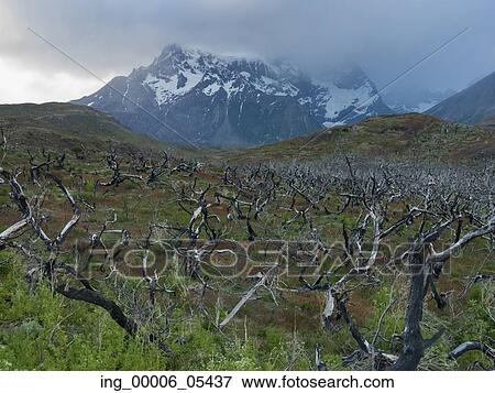 View of dead trees with mountains in the background, Torres del Paine National Park, Patagonia, Chile View Large Photo Image Stock Photo - View of dead trees with mountains in the background, Torres del Paine National Park, Patagonia, Chile. Fotosearch