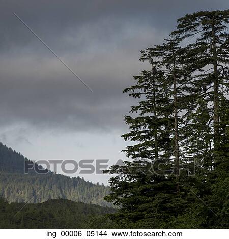 View of Evergreen trees with mountains, Skeena-Queen Charlotte Regional District, Haida Gwaii, Graham Island, British Columbia, Canada View Large Photo Image Picture - View of Evergreen trees with mountains, Skeena-Queen Charlotte Regional District, Haida Gwaii, Graham Island, British Columbia, Canada. Fotosearch
