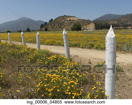 View of flowers in field in Casablanca Valley, Chile View Large Photo Image Stock Photography - View of flowers in field in Casablanca Valley, Chile. Fotosearch