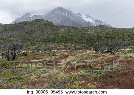 View of landscape with mountains in the background, Torres del Paine National Park, Patagonia, Chile View Large Photo Image Stock Photography - View of landscape with mountains in the background, Torres del Paine National Park, Patagonia, Chile. Fotosearch