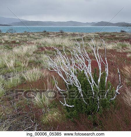 View of plants with lake in the background, W-Trek, Torres del Paine National Park, Patagonia, Chile View Large Photo Image Stock Photography - View of plants with lake in the background, W-Trek, Torres del Paine National Park, Patagonia, Chile. Fotosearch