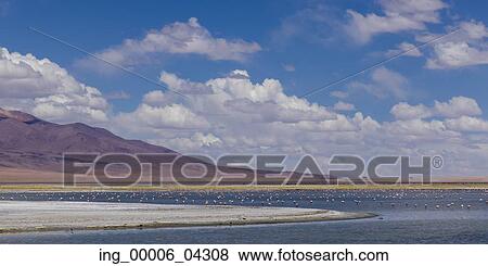 View of Tara Salt Flat, Los Flamencos National Reserve, San Pedro de Atacama, El Loa Province, Antofagasta Region, Chile View Large Photo Image Stock Photo - View of Tara Salt Flat, Los Flamencos National Reserve, San Pedro de Atacama, El Loa Province, Antofagasta Region, Chile. Fotosearch