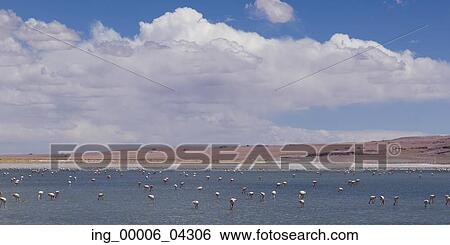 View of Tara Salt Flat, Los Flamencos National Reserve, San Pedro de Atacama, El Loa Province, Antofagasta Region, Chile View Large Photo Image Stock Photograph - View of Tara Salt Flat, Los Flamencos National Reserve, San Pedro de Atacama, El Loa Province, Antofagasta Region, Chile. Fotosearch