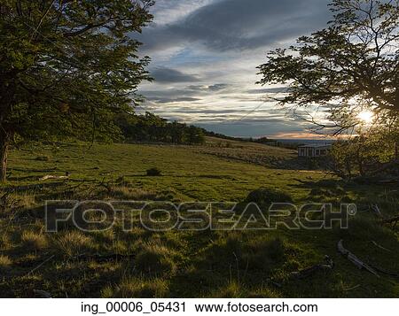 View of trees in field, Torres del Paine National Park, Patagonia, Chile View Large Photo Image Stock Image - View of trees in field, Torres del Paine National Park, Patagonia, Chile. Fotosearch
