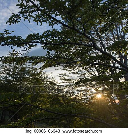 View of trees in forest, Torres del Paine National Park, Patagonia, Chile View Large Photo Image Stock Image - View of trees in forest, Torres del Paine National Park, Patagonia, Chile. Fotosearch