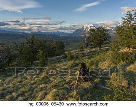 Stock Image - View of trees with mountains in the background, Torres del Paine National Park, Patagonia, Chile. Fotosearch