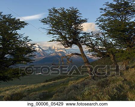 View of trees with mountains in the background, Torres del Paine National Park, Patagonia, Chile View Large Photo Image Stock Photo - View of trees with mountains in the background, Torres del Paine National Park, Patagonia, Chile. Fotosearch