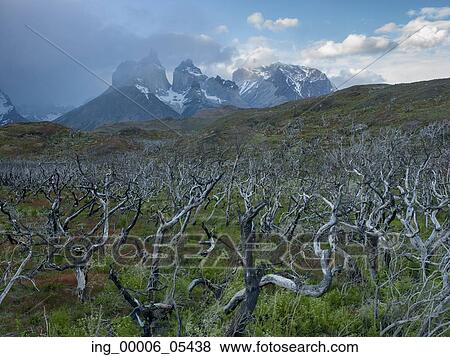 View of trees with mountains in the background, Torres del Paine National Park, Patagonia, Chile View Large Photo Image Stock Photo - View of trees with mountains in the background, Torres del Paine National Park, Patagonia, Chile. Fotosearch
