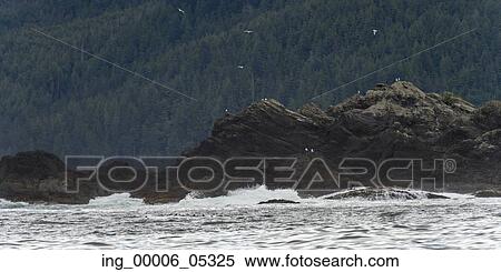 Waves breaking on the coast, Skeena-Queen Charlotte Regional District, Haida Gwaii, Graham Island, British Columbia, Canada View Large Photo Image Stock Photography - Waves breaking on the coast, Skeena-Queen Charlotte Regional District, Haida Gwaii, Graham Island, British Columbia, Canada. Fotosearch
