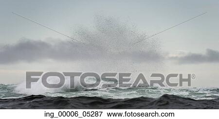 Waves in the Pacific Ocean, Skeena-Queen Charlotte Regional District, Haida Gwaii, Graham Island, British Columbia, Canada View Large Photo Image Stock Photo - Waves in the Pacific Ocean, Skeena-Queen Charlotte Regional District, Haida Gwaii, Graham Island, British Columbia, Canada. Fotosearch