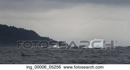 Waves in the Pacific Ocean, Skeena-Queen Charlotte Regional District, Haida Gwaii, Graham Island, British Columbia, Canada View Large Photo Image Stock Photograph - Waves in the Pacific Ocean, Skeena-Queen Charlotte Regional District, Haida Gwaii, Graham Island, British Columbia, Canada. Fotosearch