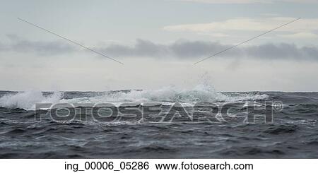 Waves in the Pacific Ocean, Skeena-Queen Charlotte Regional District, Haida Gwaii, Graham Island, British Columbia, Canada View Large Photo Image Stock Photograph - Waves in the Pacific Ocean, Skeena-Queen Charlotte Regional District, Haida Gwaii, Graham Island, British Columbia, Canada. Fotosearch