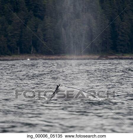 Whale exhaling through blowhole in Pacific Ocean, Skeena-Queen Charlotte Regional District, Haida Gwaii, Graham Island, British Columbia, Canada View Large Photo Image Stock Photography - Whale exhaling through blowhole in Pacific Ocean, Skeena-Queen Charlotte Regional District, Haida Gwaii, Graham Island, British Columbia, Canada. Fotosearch