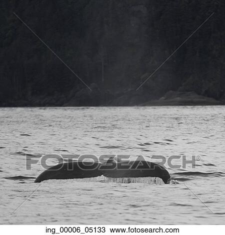 Whale in Pacific Ocean, Skeena-Queen Charlotte Regional District, Haida Gwaii, Graham Island, British Columbia, Canada View Large Photo Image Stock Image - Whale in Pacific Ocean, Skeena-Queen Charlotte Regional District, Haida Gwaii, Graham Island, British Columbia, Canada. Fotosearch